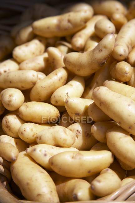 Rosefin Apple картоплі — стокове фото