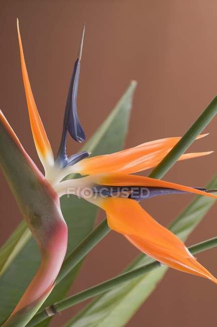 Primo piano vista del fiore esotico strelitzia — Foto stock