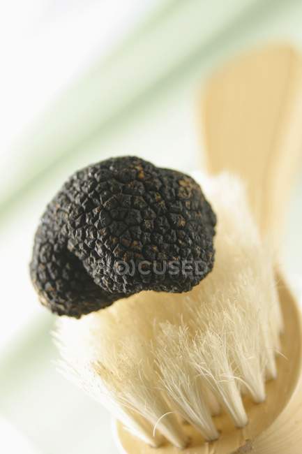 Black truffle on brush — Stock Photo