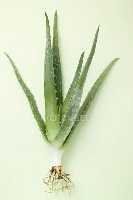 Aloe vera sobre fondo blanco - foto de stock