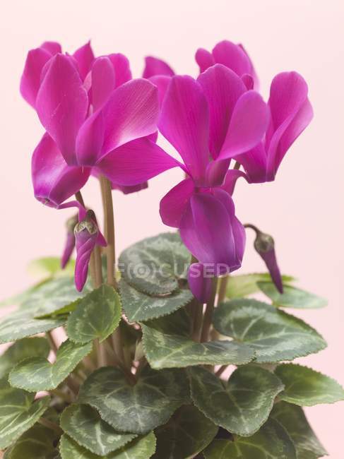Closeup view of pink flowering cyclamen plant — Stock Photo
