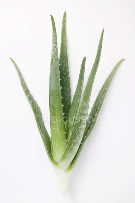 Aloe vera sobre fondo blanco - foto de stock