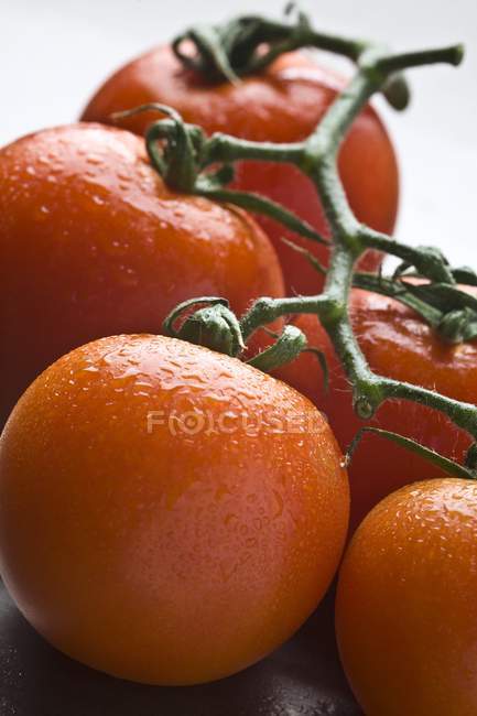 Tomates con gotas de agua - foto de stock