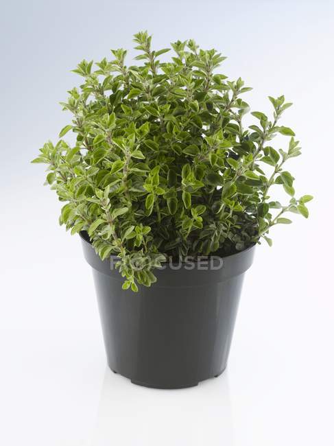 Oregano growing in pot — Stock Photo