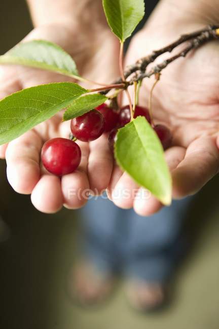 Human Hands Holding Cherries — Stock Photo