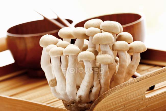 Shimeji mushrooms on wooden tray — Stock Photo