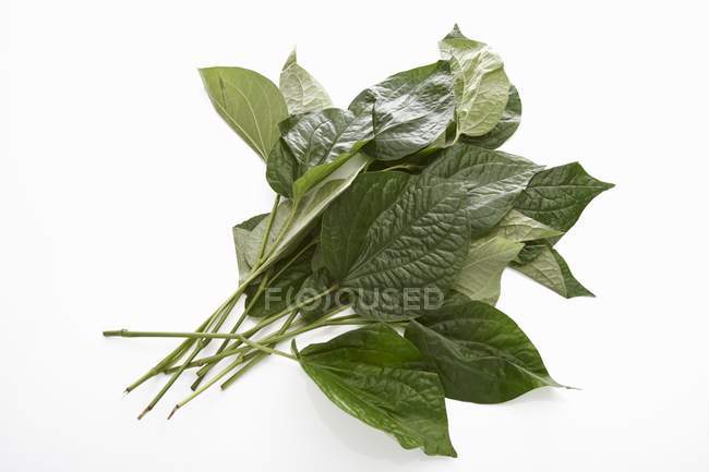 Raw Cha plu leaves  on white background — Stock Photo