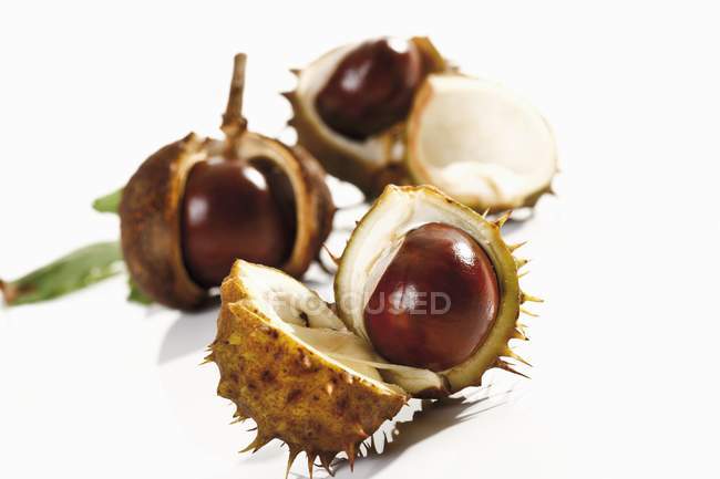 Horse chestnuts, with opened shells — Stock Photo