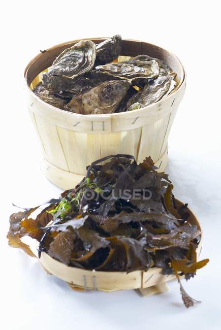 Panier d'huîtres fraîches — Photo de stock