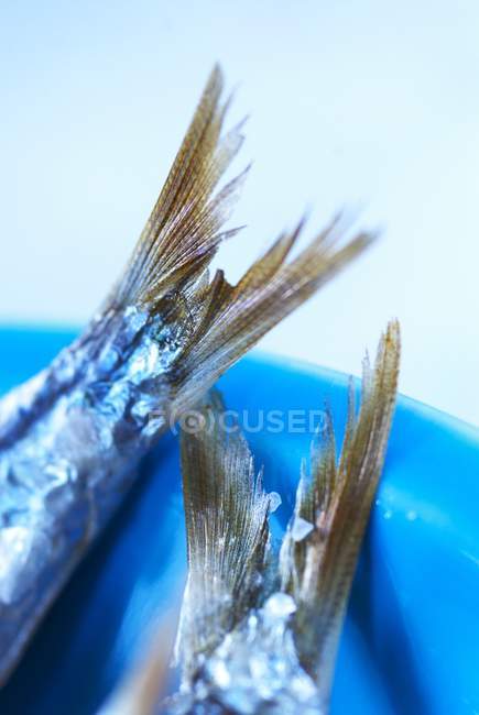 Aletas de cola de pescado crudo - foto de stock