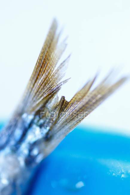 Schwanzflosse von Fischen — Stockfoto