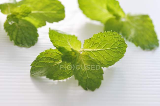 Fresh peppermint leaves — Stock Photo