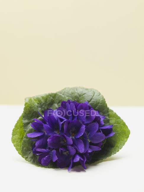 Closeup view of posy of violets on white surface — Stock Photo