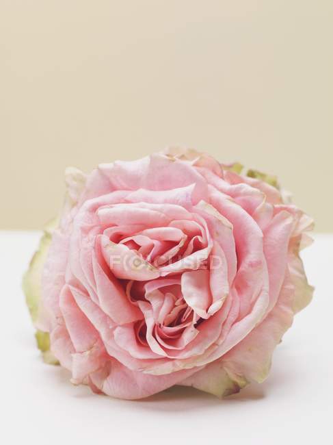 Крупним планом вид однієї рожевої троянди на білій поверхні — стокове фото
