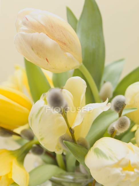 Closeup view of bouquet of yellow tulips and pussy willow — Stock Photo