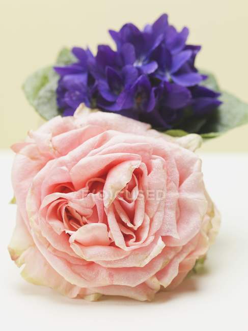 Vista close-up de rosa rosa na frente de posy de violetas — Fotografia de Stock