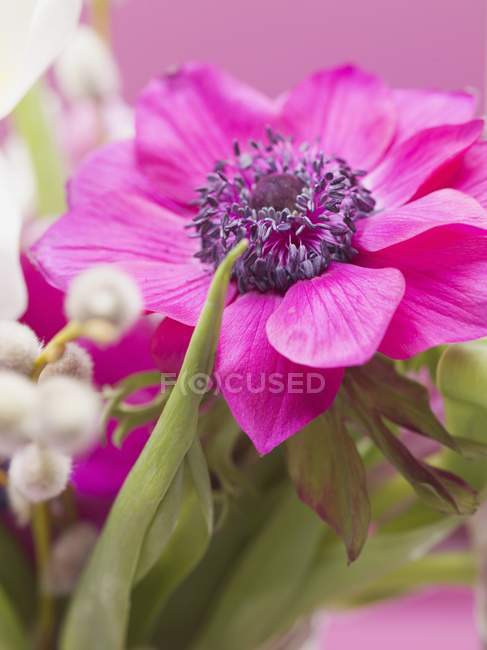 Closeup view of pink anemone in vase of spring flowers — Stock Photo