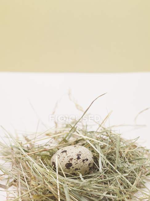 Перепелиное яйцо в гнезде — стоковое фото