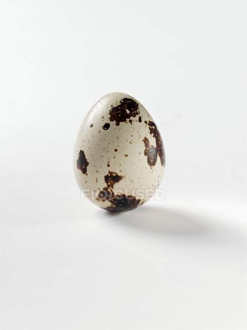 Raw quail egg — Stock Photo