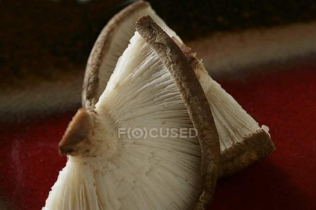 Vue rapprochée du chapeau de champignon coupé en deux — Photo de stock