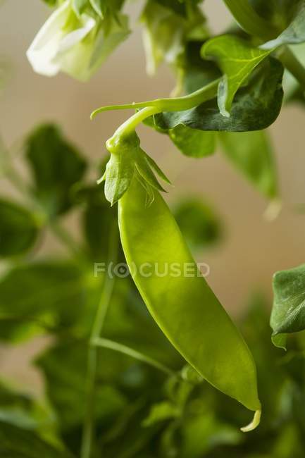 Pea Pod on the Vine with blurred background — Stock Photo