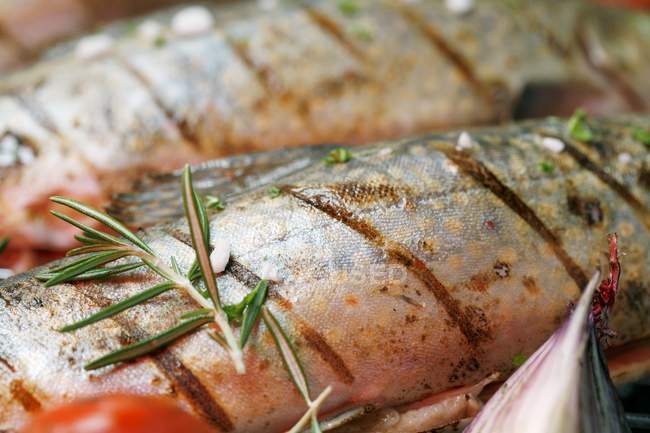 Grilled charr with rosemary — Stock Photo