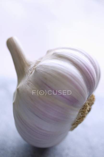 Fresh garlic bulb — Stock Photo