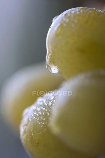 Raisins verts avec gouttes d'eau — Photo de stock