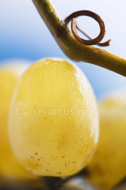 Juicy Green grapes — Stock Photo