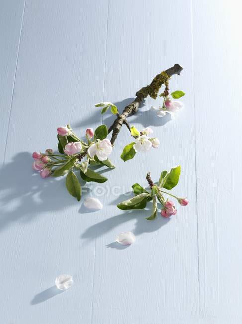Vista de cerca de rama de flor de manzana - foto de stock