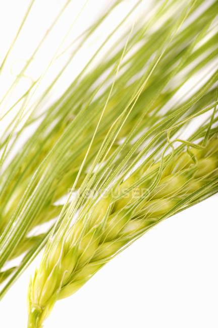 Closeup view of green barley ears on white background — Stock Photo