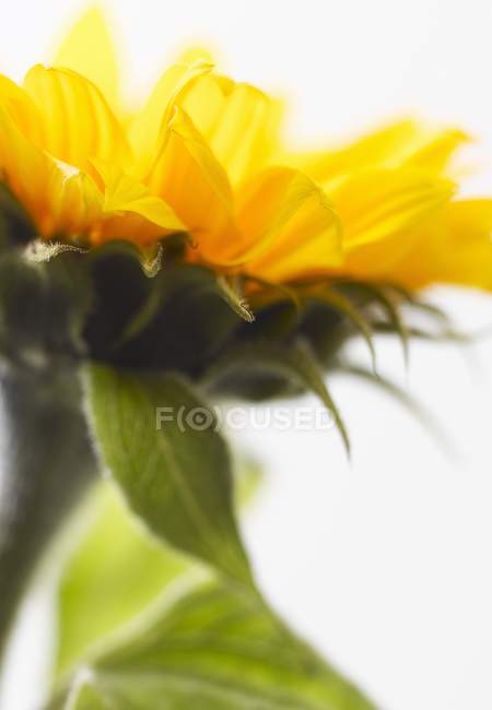 Closeup view of colorful sunflower with leaves — Stock Photo