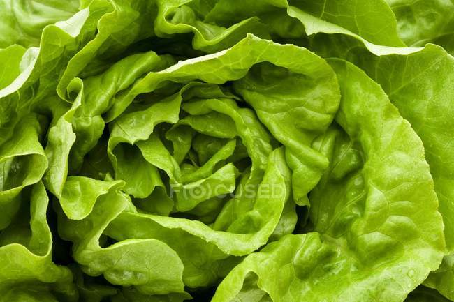 Frischer grüner Salat — Stockfoto