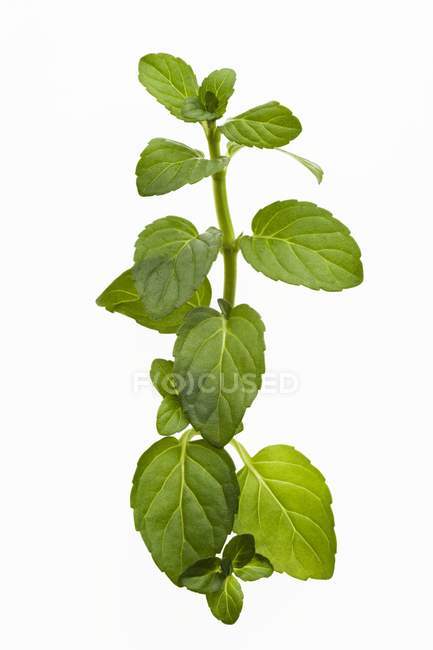 Sprig of fresh peppermint — Stock Photo