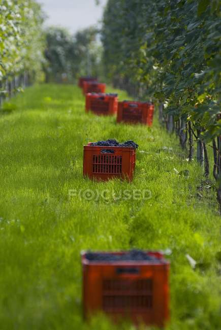 Денний вид на підібраний виноград Неббіоло в ящиках на траві винограднику — стокове фото