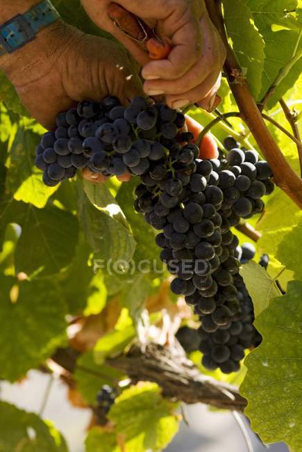 Vista de cerca de las manos masculinas recogiendo racimo de uvas de la planta - foto de stock