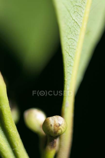 Vista ravvicinata delle foglie di alloro con boccioli — Foto stock