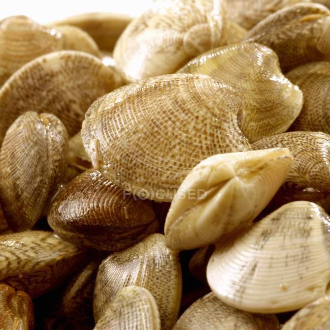 Closeup view of fresh clams catch — Stock Photo
