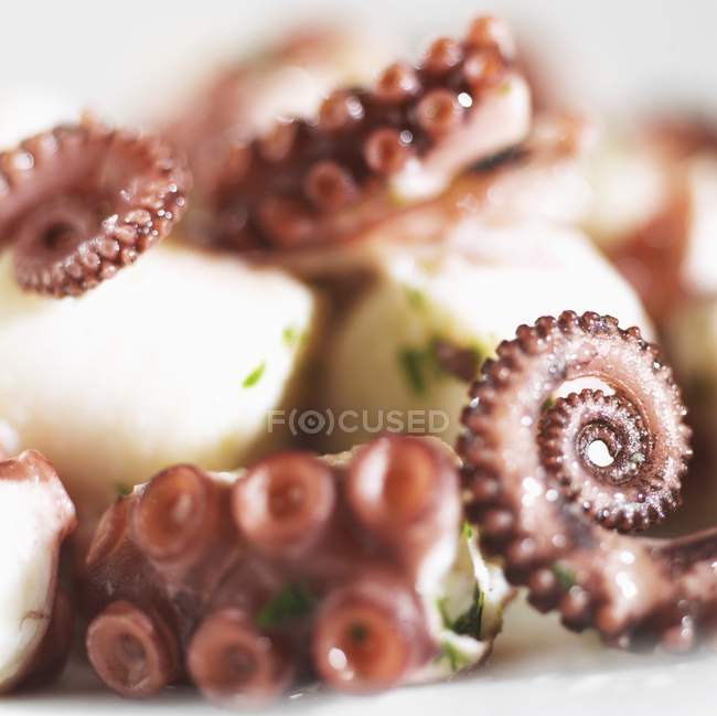 Close up of Octopus salad — Stock Photo