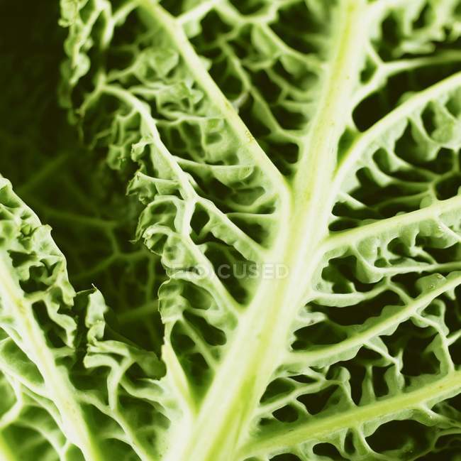 Savoy green cabbage — Stock Photo