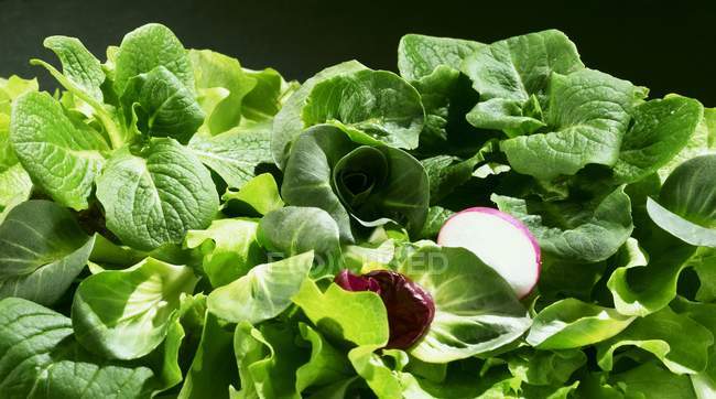 Mixed salad leaves with slice of radish — Stock Photo