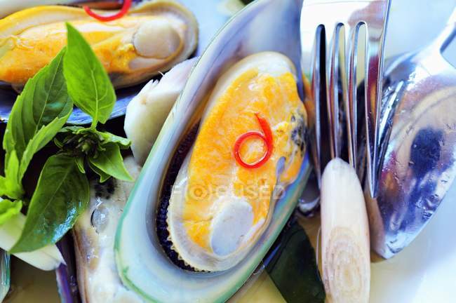 New Zealand mussels — Stock Photo