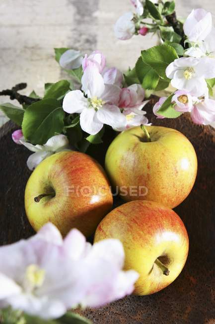 Три яблока с цветком — стоковое фото