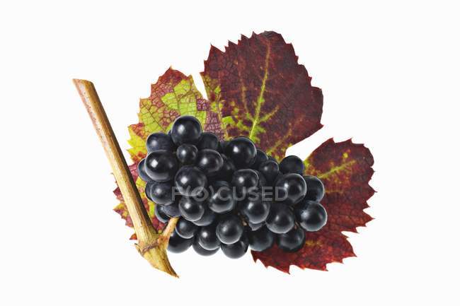 Cacho de uvas pretas com folha — Fotografia de Stock