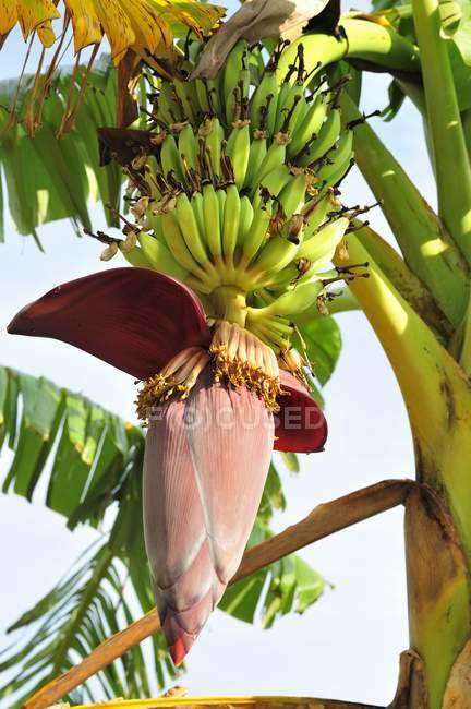 Bananenstaude mit Blüten — Stockfoto