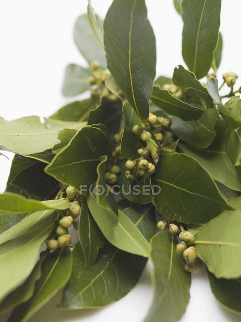 Fresh branch of bay leaves — Stock Photo