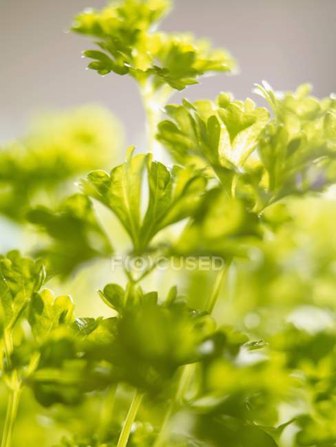 Green Curly parsley — Stock Photo