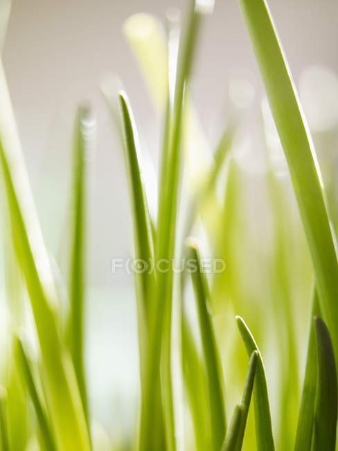 Erba cipollina fresca steli — Foto stock