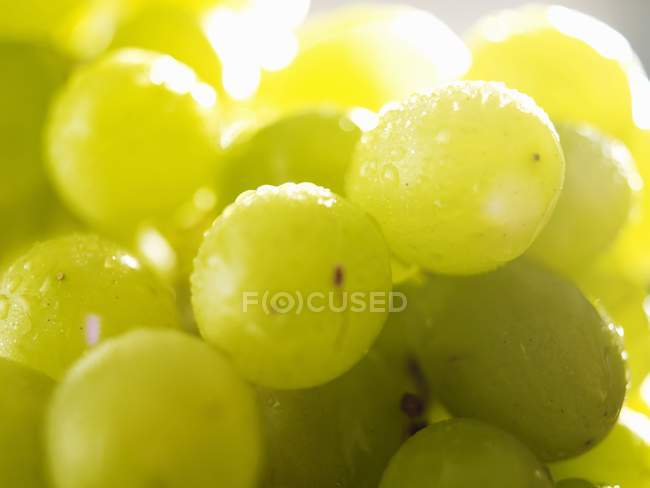 Uve verdi con gocce d'acqua — Foto stock