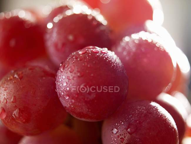 Uvas rojas con gotas de agua - foto de stock